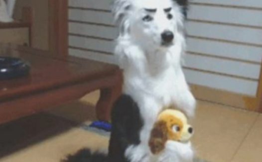 主人家脑洞大给狗狗换造型设计,见到制成品后,网友笑料一瞬间被引燃