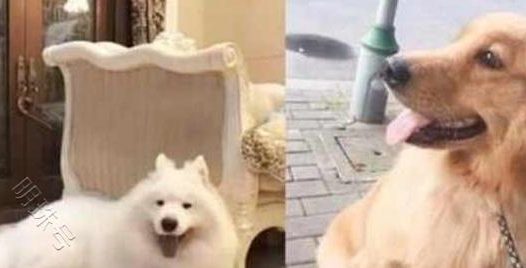 萨摩耶一天到晚只知道傻乐,网友:这狗也太漂亮了吧