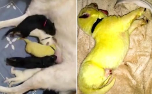 奇特！白色狗妈产下绿色狗崽主人家亲近叫它“浩克”