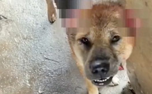 狗狗出去玩回来，耳朵尾巴竟被人割掉了