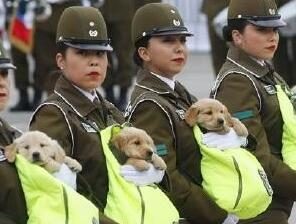 女兵人手一只金毛寻回犬,第一次被抱出来,网友:太萌了吧