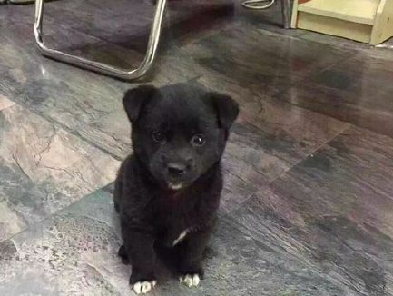 老太报警称有只恶犬 警方到场发现恶犬竟是