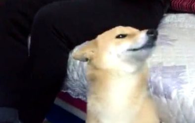 柴犬犯案后不嫌事大，被指责还撒娇卖萌，主人看过心都被萌化了