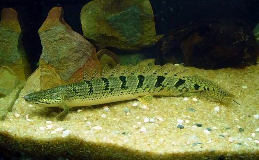 戴氏多鳍鱼身份信息