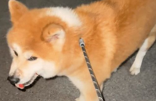 没拴绳的柴犬冲向秋田犬咬,结果被反杀了,主人自知理亏没追究!