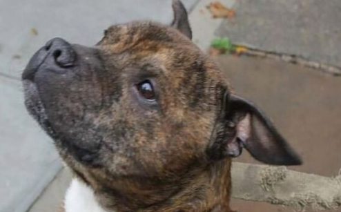 狗狗太饿吃主人尸体 最后竟逃过一劫