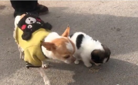 这样的小狗大爷说是吉娃娃生的，网友：感觉智商被大爷按在地上摩擦