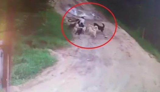 流浪狗忘记带食物 | 喂养了两年的流浪狗活活咬死了他 只因忘记带食物