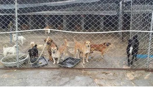泰山小动物保护中心窘况:狗粮紧缺 下山买水挺贵