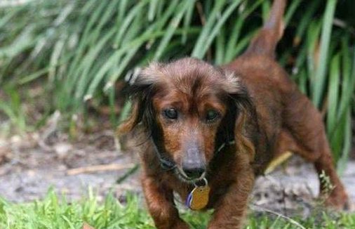 年龄只是一个数字,十九岁高龄狗狗不服老,陪主人四周玩