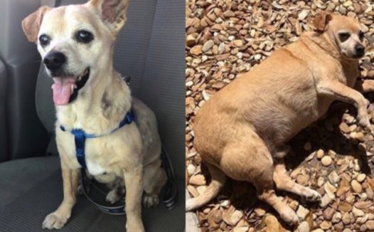 小狗因吃垃圾食品导致肥胖症操纵胃口后变身心健康