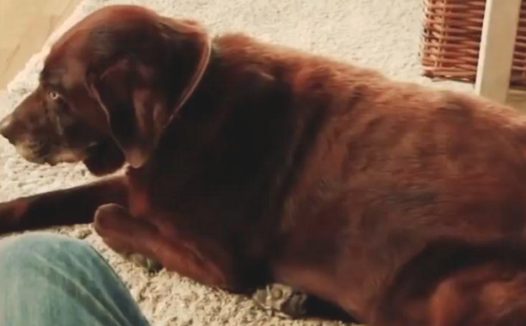 狗狗放了一个3秒连环屁，臭得让猫咪吐了一地，狗：响屁不臭！