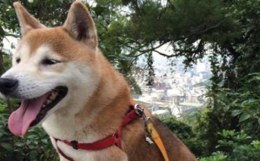 从繁殖场死里逃生的柴犬,患上老年痴呆,主人不离不弃陪伴左右