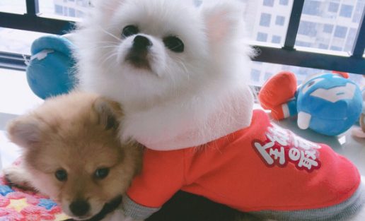 “弟弟”做错事，博美不但不改正，还不许主人家打，它要替代责罚