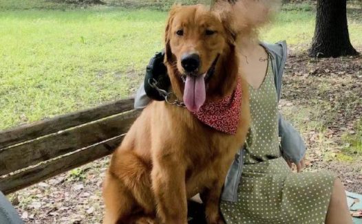 金毛犬托运途中死亡 宠物托运公司被指擅自将空运改陆运