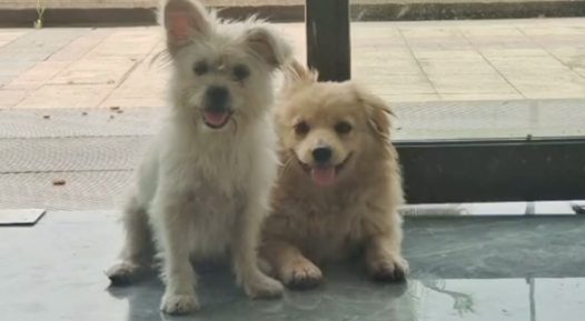 俩流浪狗到公司门口蹭冷气，被投喂后脸皮越来越厚