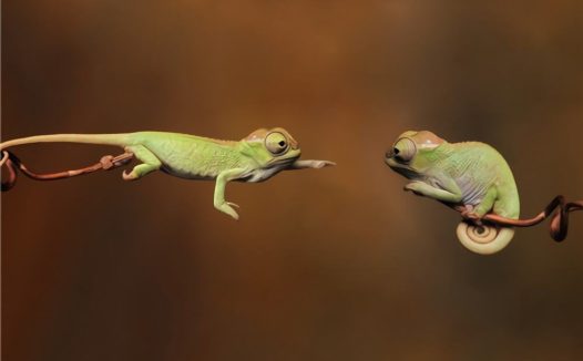 变色龙身份信息