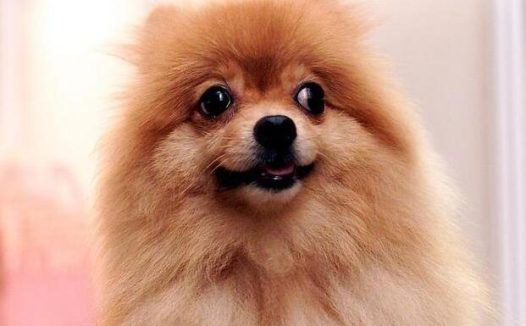 农大学生回农村创业养狗,年纯入100万元,有前途吗?