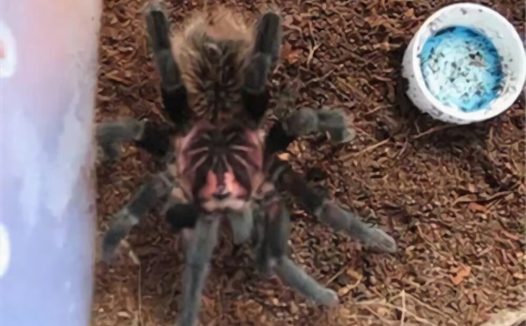 哥伦比亚镭射身份信息