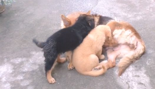 德牧被金毛嚯嚯了,結果产下4只小奶狗,长大以后主人笑翻了