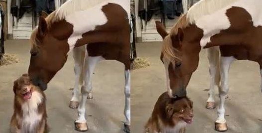 马与狗的跨种族友情：被马儿摸头亲亲，牧羊犬爽高兴到咧嘴傻笑