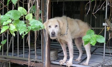 17只狗狗死亡成白骨 宠物店老板却说是没时间处理遗体