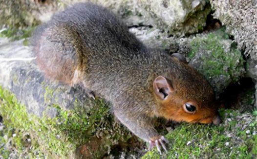 长吻松鼠身份信息