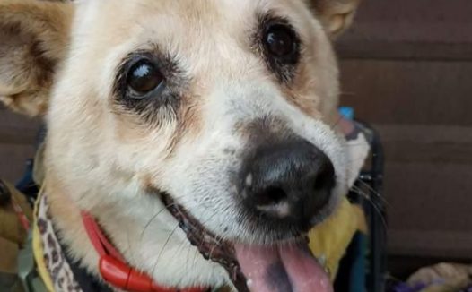 21岁老狗一直守在车边,主人后来发现:狗狗要的特别简单!