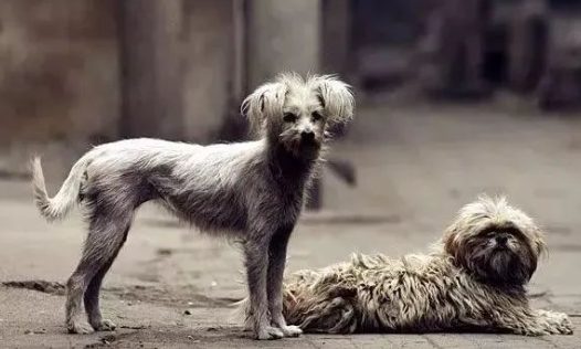 4000万流浪狗的安全隐患，爱狗人士来买单？