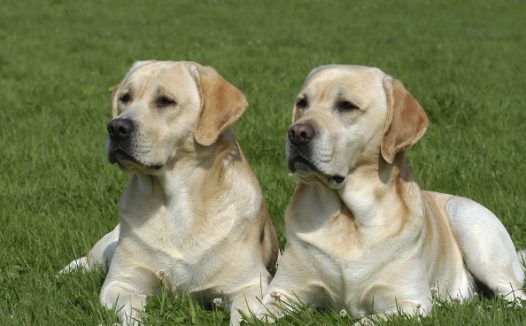 有狗有牛还有马，科技公司为何沉迷“造动物”？
