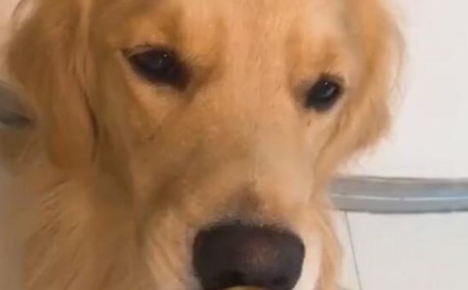 狗狗被主人捉弄，苹果到嘴上不能吃，結果狗狗生气了！