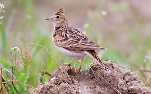 凤头百灵身份信息