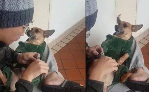 狗狗剪指甲引得全网铲屎官羡慕:有是别人家的狗子系列!