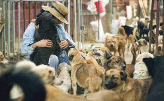 救助从来不是一个人就能完成的，而她却为600多只流浪狗坚持了20年…