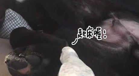鸟儿吵醒了睡梦中的狗狗被直接打飞 十分有趣