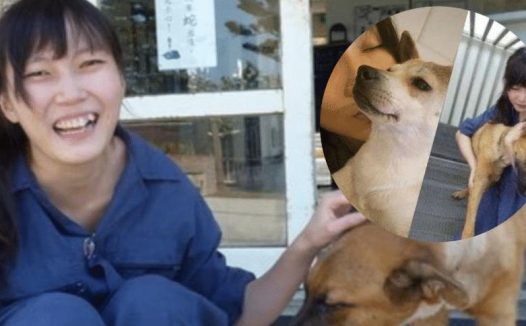 “最美兽医”简稚澄:亲手结束上千只狗狗生命,最后选择自杀离去