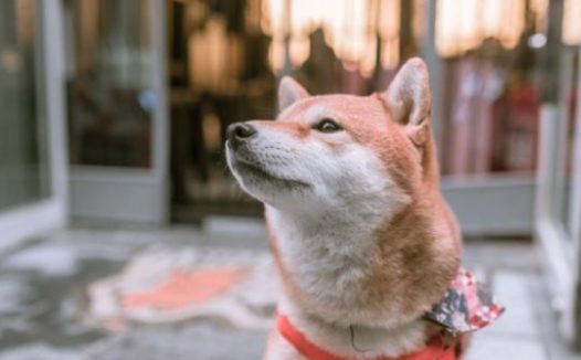 柴犬自动送上门,一群人争着认领,想不到全是冒充的!