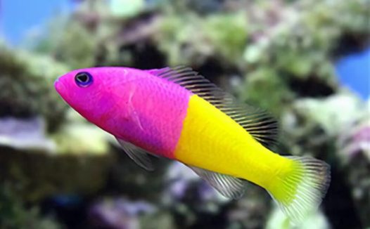 双色草莓鱼身份信息