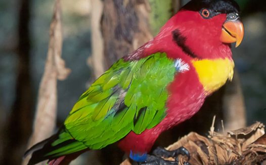 黄领吸蜜鹦鹉身份信息