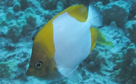 霞蝶鱼身份信息