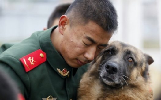 士兵与忠犬的各自照，哪一張会给你落泪
