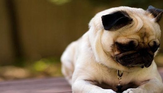 下班还要洗狗?“我家靓崽”上门帮你,丑崽变靓崽