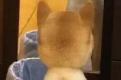 柴犬剃完毛对着镜子冷静了很久，已经跟它道歉了，但它还是倔强的不理人