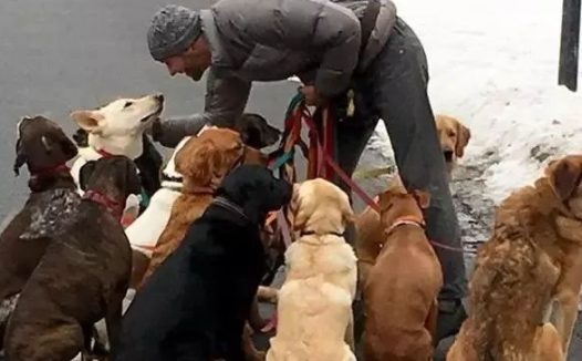 养了33只狗被投诉,可工作人员进屋一看非常惊讶:这也太舒适了吧!