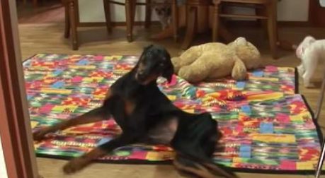 小杜宾犬被踩成偏瘫，被好运收养后它越来越超听话，从不容易乱尿尿