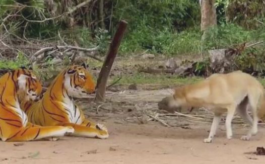 男子拿老虎恐吓狗子，谁料狗子反映太大，立即弹飞走了！