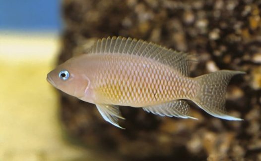 斑尾凤凰身份信息