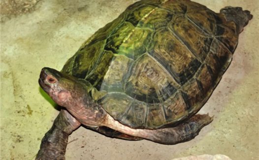 亚洲巨龟身份信息