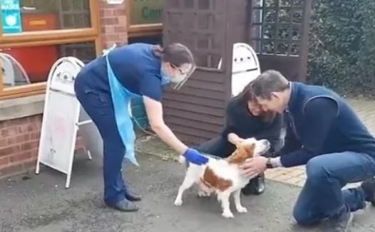 狗狗走失6年,惨被当繁殖犬,没价值后遭丢弃