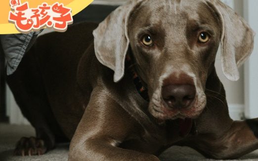 购买猫狗应该注意哪些细节?这些地方宠物千万不要买